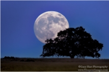 Gary Hart Photography: Moonrise, Sierra Foothills, California