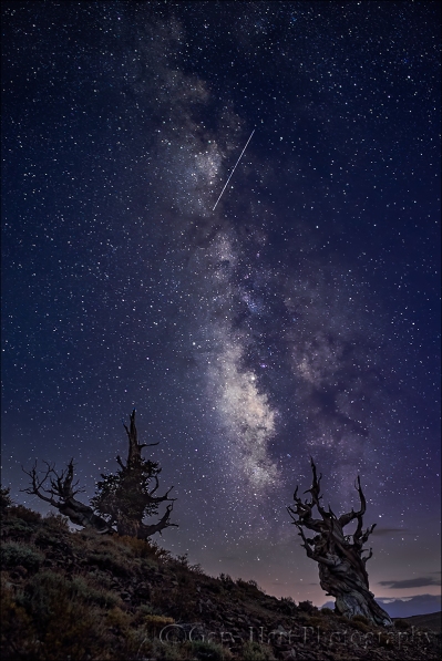 Gary Hart Photography: Milky Way and Meteor, Bristlecone Pine Forest, White Mountains, California