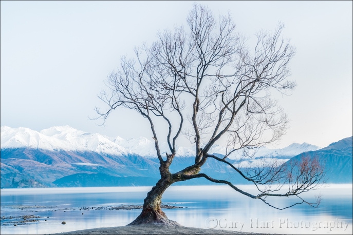 Gary Hart Photography: Lone Tree, Lake Wanaka, New Zealand