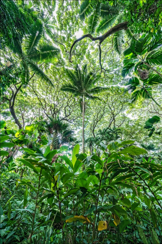 Gary Hart Photography: Looking Up, Hawaii Tropical Botanical Garden, Hawaii