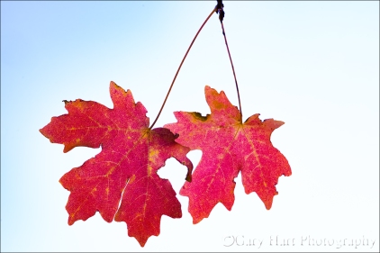 Gary Hart Photography: Red Maple Pair, Zion National Park