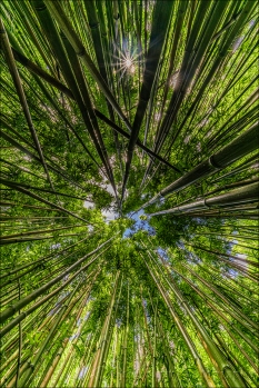 Gary Hart Photography: Bamboo Sunstar, Maui, Hawaii