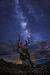 Gary Hart Photography: Bristlecone Night, Milky Way from the White Mountains, California