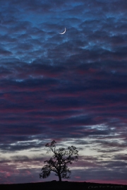 Gary Hart Photography: Alone Together, Oak and Crescent Moon, Sierra Foothills, California