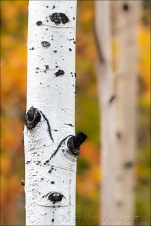 Gary Hart Photography: Autumn Aspen,Grand Tetons National Park