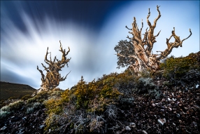 Gary Hart Photography: Bristlecone Nightfall, Schulman Grove, White Mountains, California