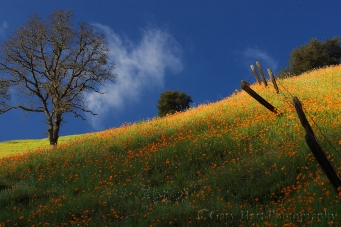 Gary Hart Photography: Poppy Hillside, Highway 49, California Gold Country