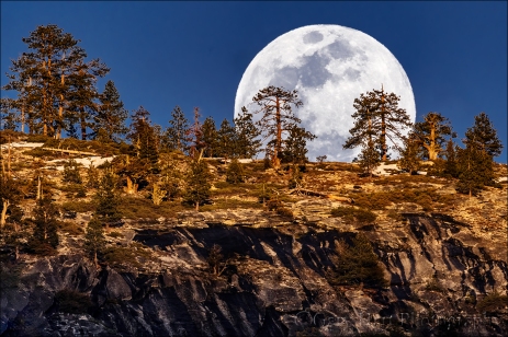 Moonrise Through the Trees, Yosemite