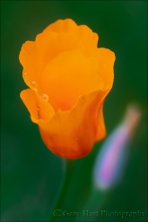Gary Hart Photography: Looking Up, Raindrops on Poppy, Sierra Foothills