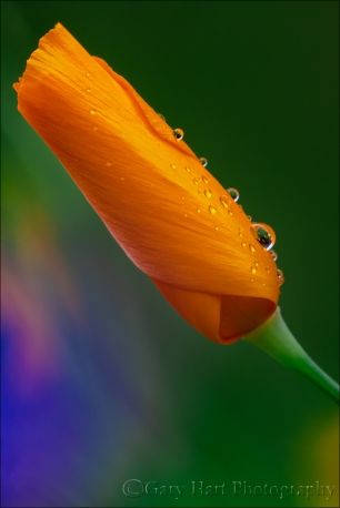 Gary Hart Photography: Raindrops on Poppy, Sierra Foothills, California
