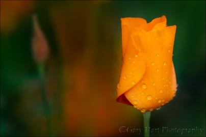 Gary Hart Photography: Spring Rain, Raindrops on Poppy, Sierra Foothills