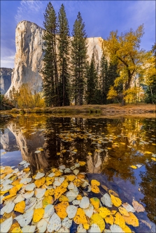 Gary Hart Photography: Floating Leaves, El Capitan, Yosemite