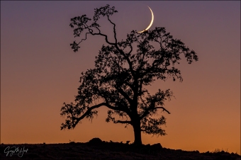 Gary Hart Photography: New Moon and Oak, Sierra Foothills (California)