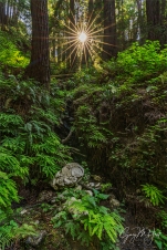 Gary Hart Photography: Sunstar, Redwood Grove, Big Sur