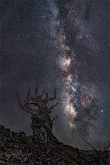 Gary Hart Photography: Dark Night, Milky Way and Ancient Bristlecone, Schulman Grove (California)