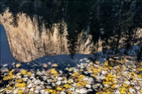 Gary Hart Photography: Autumn Leaves and Reflection, El Capitan, Yosemite