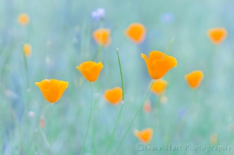 Gary Hart Photography: Poppy Pastel, Sierra Foothills, California