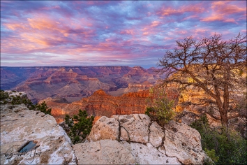 Gary Hart Photography: Sunset and Tree, Mather Point, Grand Canyon