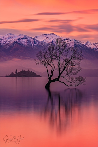 Gary Hart Photography: Winter Sunset, Wanaka Willow Tree, New Zealand