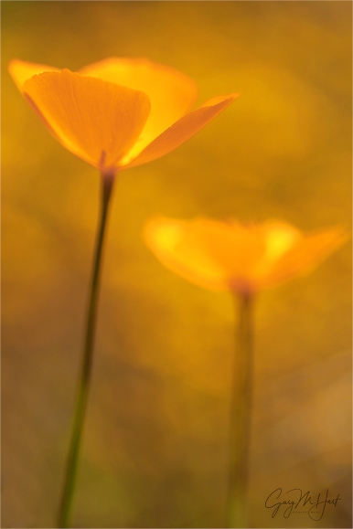 Gary Hart Photography: Champagne Glass Poppies, Merced River Canyon, California
