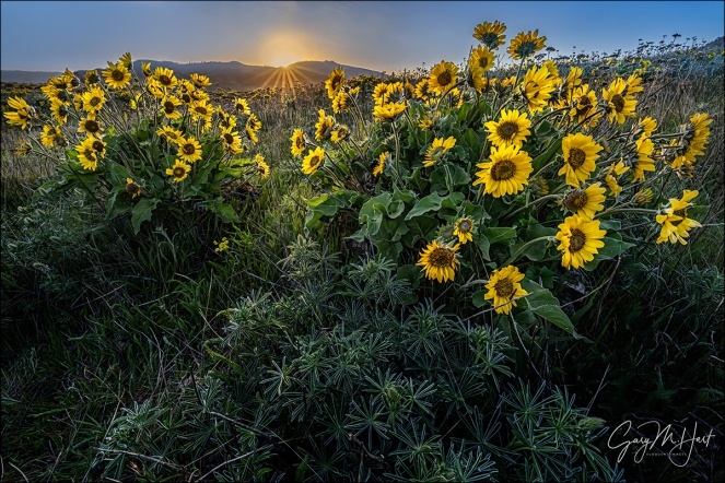 Gary Hart Photography: Sunstar and Balsam Root, Tom McCall Preserve, Oregon