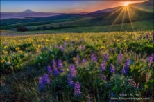 Gary Hart Photography: Wildflowers and Mt. Hood, Columbia Hills State Park, Washington