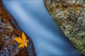 Gary Hart Photography: Leaf, Bridalveil Creek, Yosemite