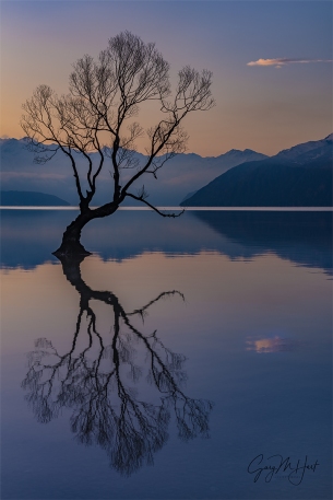 Gary Hart Photography: Reflection, Lake Wanaka Willow Tree, New Zealand