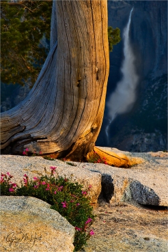 Gary Hart Photography: Morning Light, Wildflowers and Upper Yosemite Fall from Sentinel Dome, Yosemite