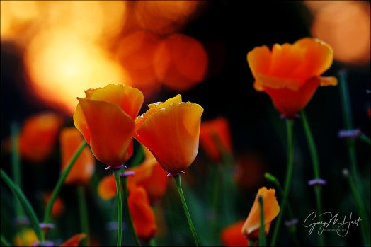 Gary Hart Photography: Backlit Poppies, Folsom, California