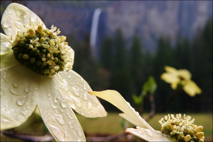 Gary Hart Photography: Bridalveil Dogwood, Yosemite
