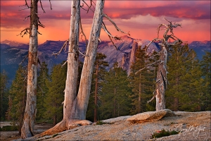 Gary Hart Photography: Sunset and Trees, Half Dome from Sentinel Dome, Yosemite