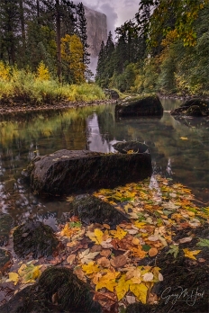 Gary Hart Photography: El Capitan and Floating Autumn Leaves, Yosemite