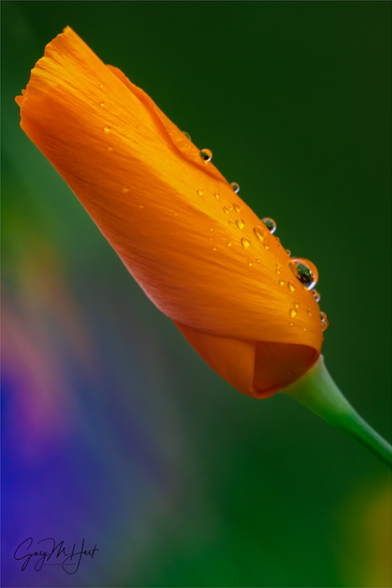 Gary Hart Photography: Raindrops on Poppy, Sierra Foothills, California