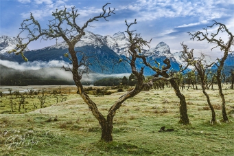 Gary Hart Photography: Middle Earth Morning, Matagouri Trees Near Glenorchy, New Zealand