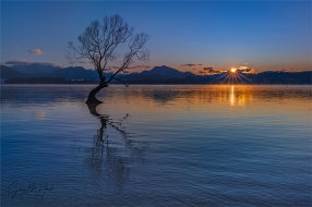 Gary Hart Photography: Daybreak, Wanaka Tree Sunstar, New Zealand